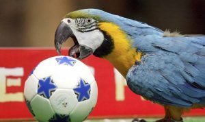 Подробнее о статье Попугай заставил прервать футбольный матч. Видео